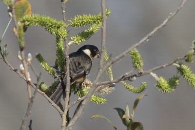 White-collared Seedeater