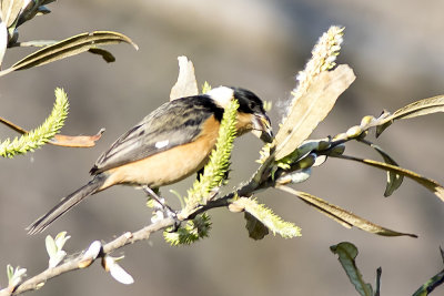 White-collared Seedeater