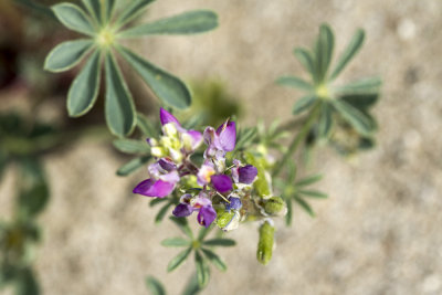 Bajada Lupine (Lupinus concinnus)