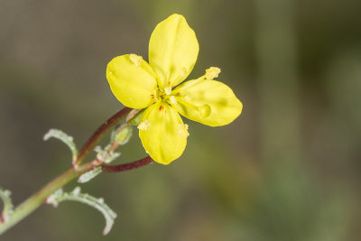 California Primrose (Eulobus californica)