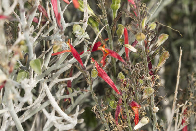 Cheese Bush (Hymenoclea salsola)
