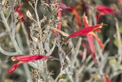 Chuparosa (Justicia californica)