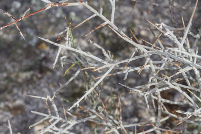 Crucifixtion Thorn (Chaparro Amargosa)