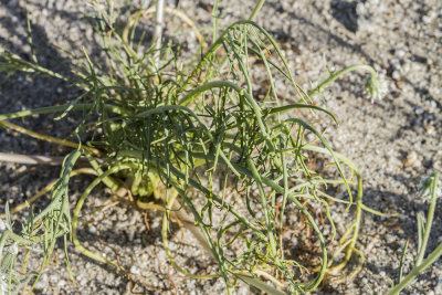 Desert Dandelion (Malacothrix californica)