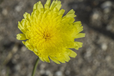 Desert Dandelion (Malacothrix californica)