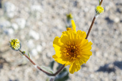 Desert Woolly Daisy (Eriophyllum pringlei)