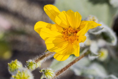 Desert Woolly Daisy (Eriophyllum pringlei)