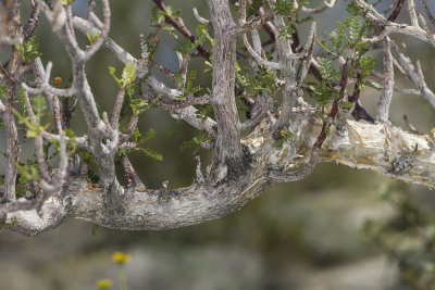 Elephant Tree (Bursera microphylla)