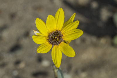 Grey Sunflower (Helianthus niveus canescens)