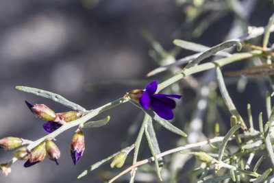 Indigo Bush (Psorothamnus spinousus)