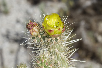 Silver Cholla (Cylindropuntia echinocarpa)