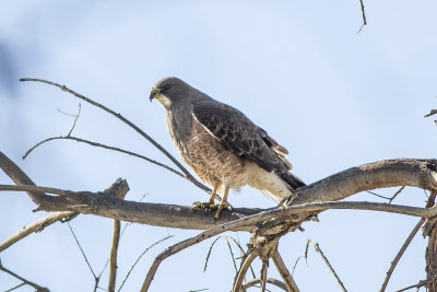 Swainson's Hawk