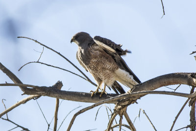 Swainson's Hawk