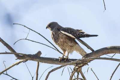 Swainson's Hawk