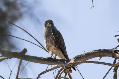 Swainson's Hawk
