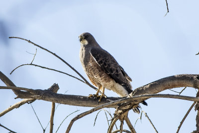 Swainson's Hawk