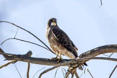 Swainson's Hawk