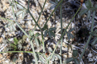 Desert Lotus (Lotus rigidus)