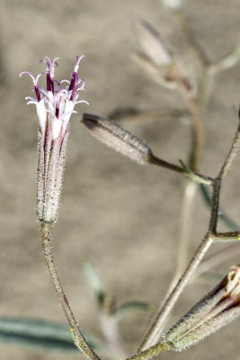 Spanish Needles (Palafoxia arida)