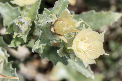 Sand Blazing Star (Mentzelia involucrata)