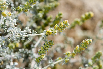 Burro-bush  (Ambrosia dumosa)