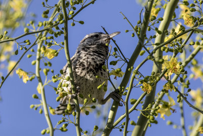 Cactus Wren