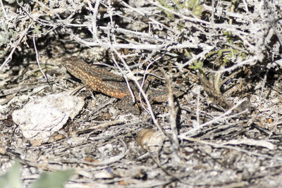 Desert Side-blotch Lizard  (Uta stansburiana stejnegeri)