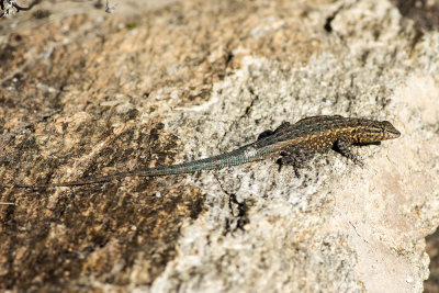 Desert Side-blotch Lizard  (Uta stansburiana stejnegeri)