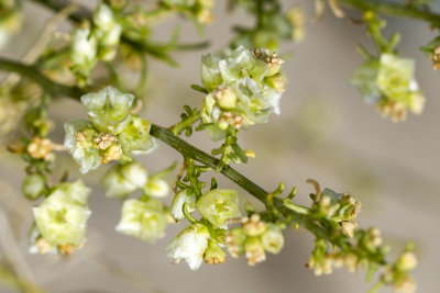 Tumbleeweed or Russian Thistle (Salsoa australis)