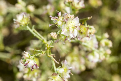 Tumbleeweed or Russian Thistle (<em>Salsoa australis</em>)