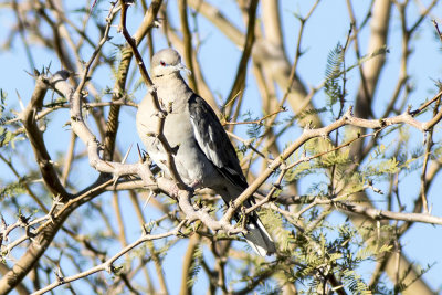 White-winged Dove