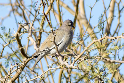 White-winged Dove