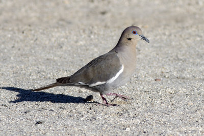 White-winged Dove
