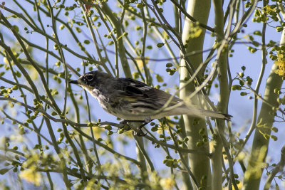 Yellow-rumped Warbler