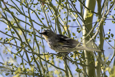 Yellow-rumped Warbler