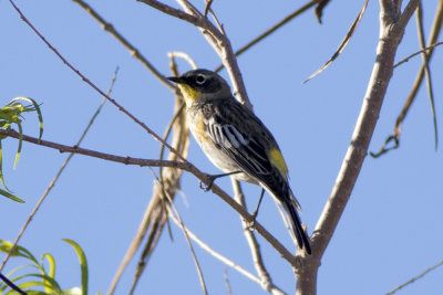 Yellow-rumped Warbler