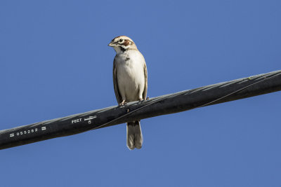 American Lark Sparrow