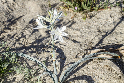 Desert Lily (Hesperocalis undulata)