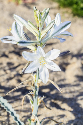 Desert Lily (Hesperocalis undulata)