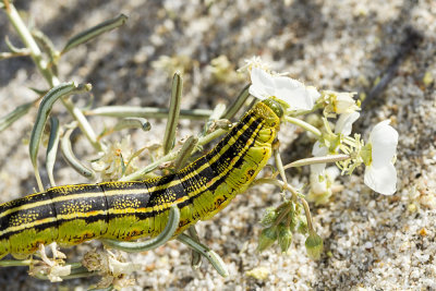 White-lined Sphinx catterpillar