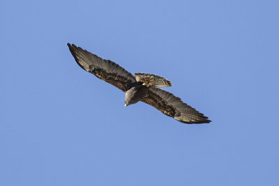 Swainson's Hawk