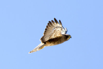 Swainson's Hawk