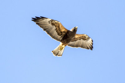 Swainson's Hawk