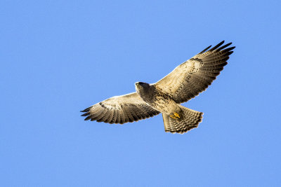 Swainson's Hawk