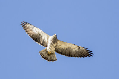 Swainson's Hawk