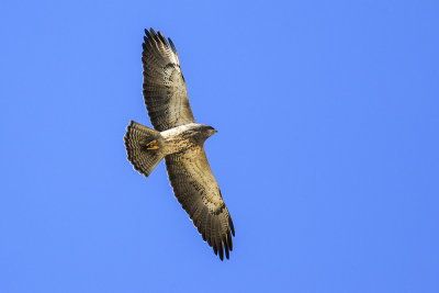 Swainson's Hawk