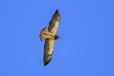 Swainson's Hawk
