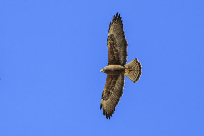 Swainson's Hawk