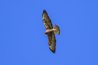 Swainson's Hawk