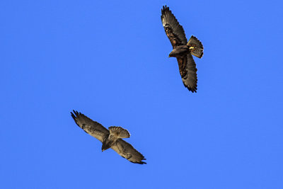 Swainson's Hawk
